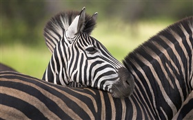 zebra HD Papéis de Parede