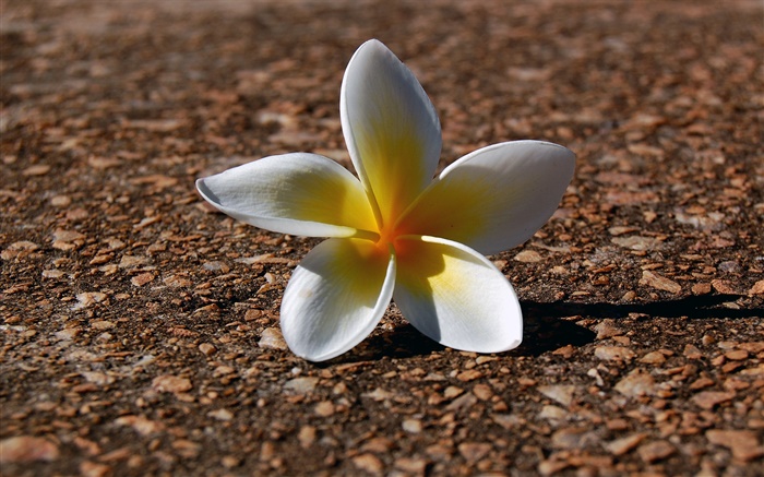 Um frangipani, as pétalas amarelas brancas Papéis de Parede, imagem