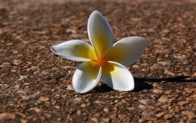 Um frangipani, as pétalas amarelas brancas