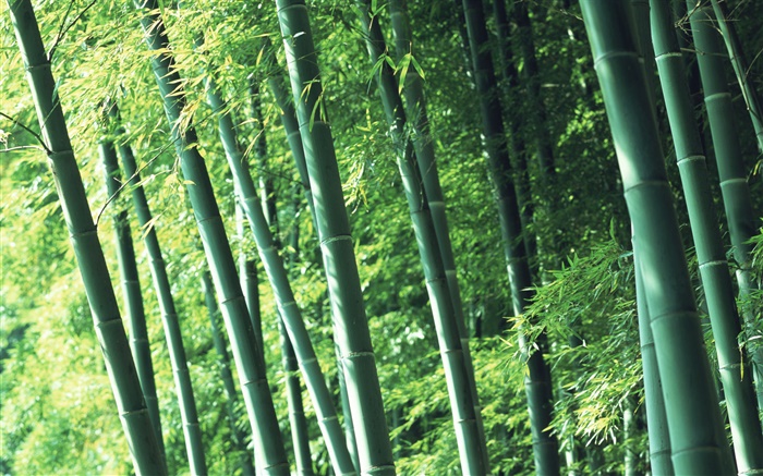 ar da floresta de bambu fresco Papéis de Parede, imagem