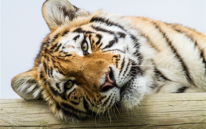 Amur cara do tigre close-up Papéis de Parede, imagem