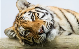 Amur cara do tigre close-up HD Papéis de Parede