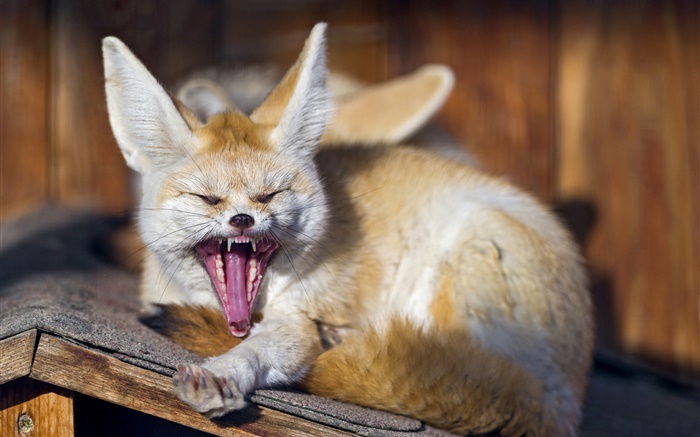 Animais, bocejos fox Papéis de Parede, imagem