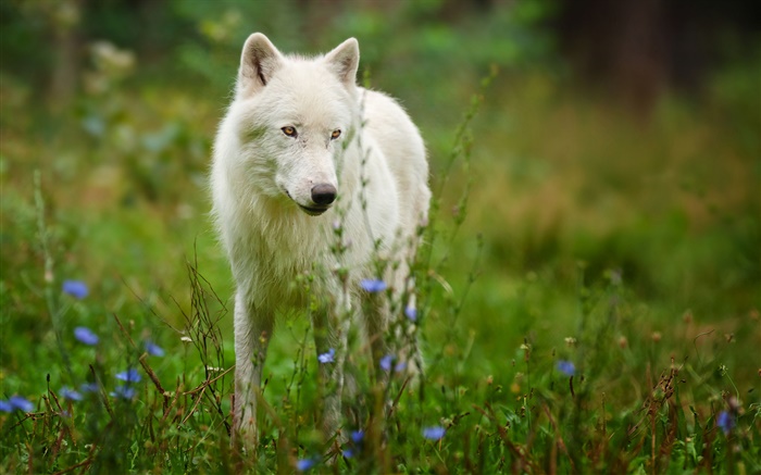 lobo ártico Papéis de Parede, imagem