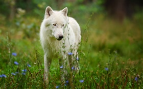 lobo ártico HD Papéis de Parede