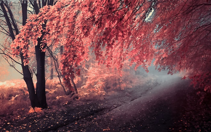 Cor do outono, as folhas vermelho, caminho Papéis de Parede, imagem