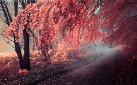 Cor do outono, as folhas vermelho, caminho HD Papéis de Parede