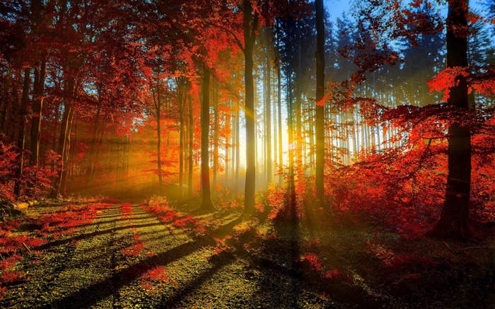 Outono, floresta, árvores, raios de sol Papéis de Parede, imagem
