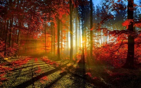 Outono, floresta, árvores, raios de sol HD Papéis de Parede