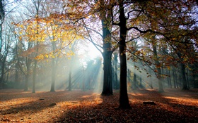 Outono, floresta, árvores, sol
