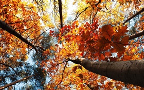 Outono, árvores de bordo, folhas vermelhas