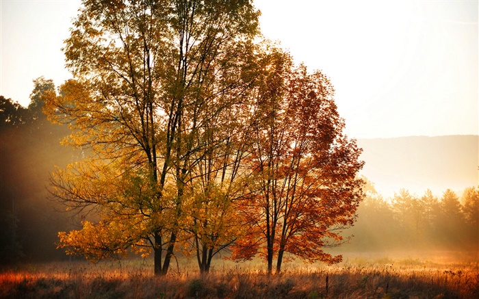 Outono, manhã, árvores, nevoeiro Papéis de Parede, imagem