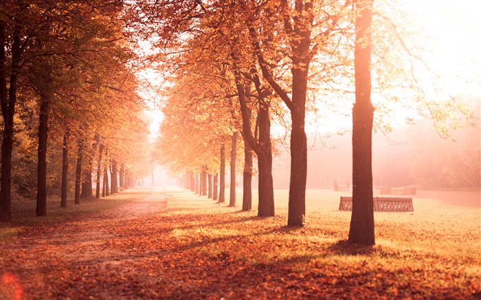 parque do outono, árvores, trajeto, folhas amarelas Papéis de Parede, imagem