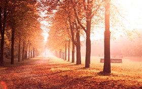 parque do outono, árvores, trajeto, folhas amarelas
