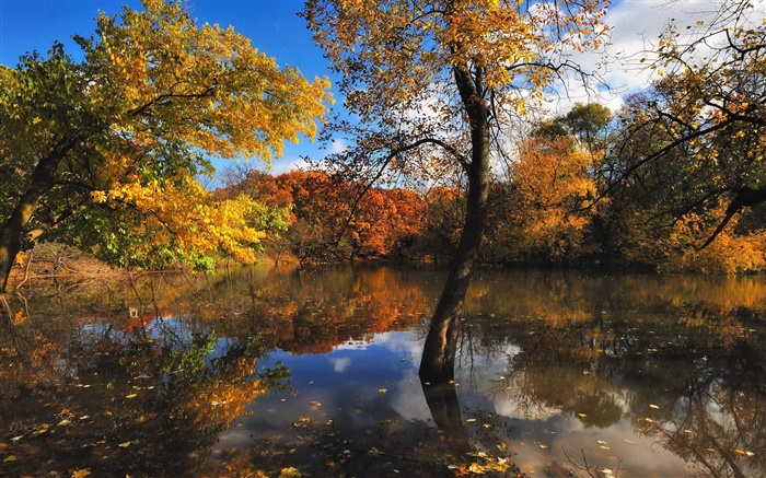 Outono, lagoa, árvores, reflexão da água Papéis de Parede, imagem