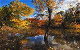 Outono, lagoa, árvores, reflexão da água