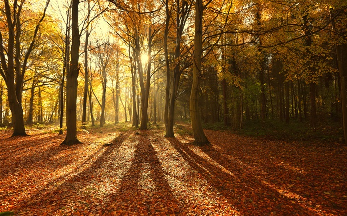 Outono, folhas vermelhas, manhã, árvores, raios de sol Papéis de Parede, imagem