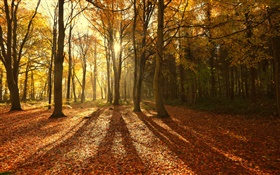 Outono, folhas vermelhas, manhã, árvores, raios de sol HD Papéis de Parede