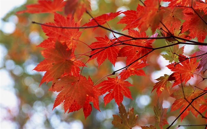 Outono, folhas vermelhas, galhos Papéis de Parede, imagem