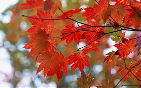Outono, folhas vermelhas, galhos HD Papéis de Parede