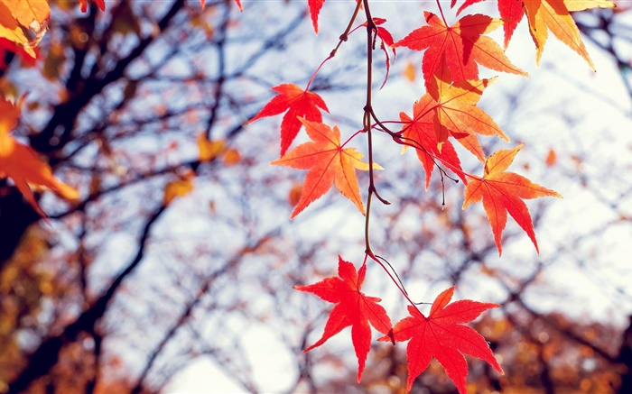 Outono, folhas de bordo vermelhas, galhos Papéis de Parede, imagem