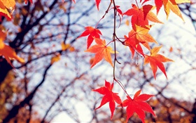 Outono, folhas de bordo vermelhas, galhos