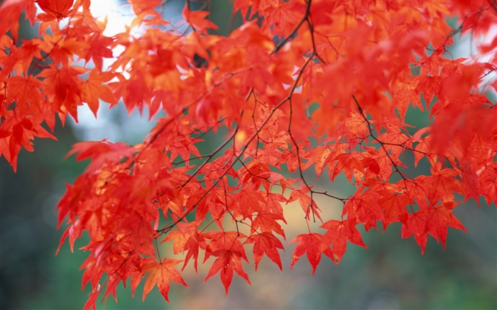 Cenário do outono, folhas de bordo, cor vermelha Papéis de Parede, imagem