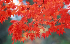 Cenário do outono, folhas de bordo, cor vermelha HD Papéis de Parede