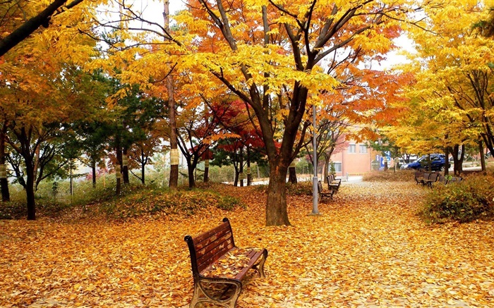 Outono, árvores, folhas, parque, banco Papéis de Parede, imagem