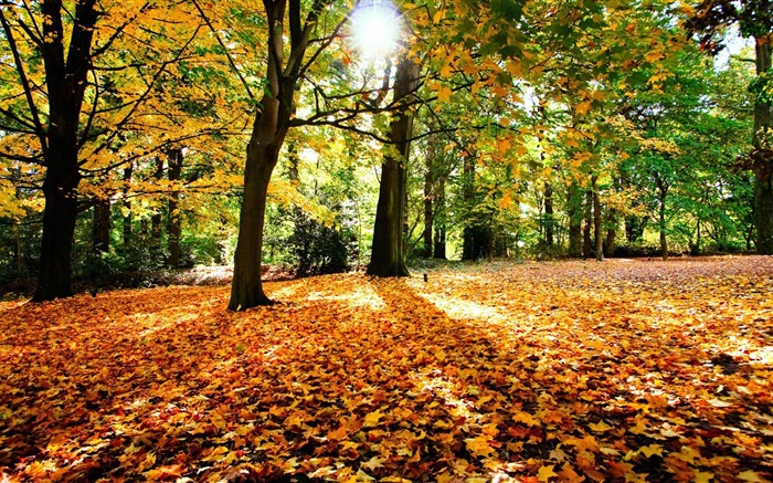 Outono, árvores, folhas vermelhas, sol Papéis de Parede, imagem