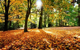 Outono, árvores, folhas vermelhas, sol