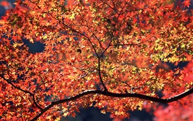 Árvores do outono, folhas vermelhas