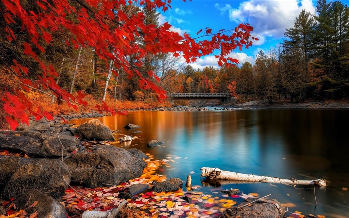 Outono, árvores, rio, ponte Papéis de Parede, imagem