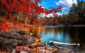 Outono, árvores, rio, ponte