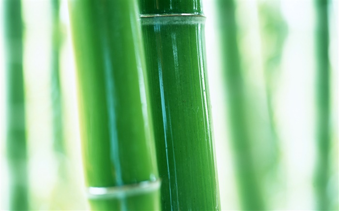 Filiais de bambu close-up Papéis de Parede, imagem