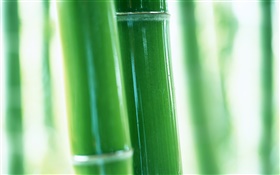 Filiais de bambu close-up