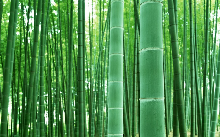 Floresta de bambu, ramos, verde Papéis de Parede, imagem