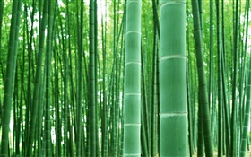 Floresta de bambu, ramos, verde HD Papéis de Parede