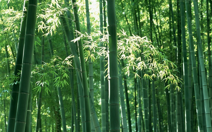 Floresta de bambu no verão Papéis de Parede, imagem