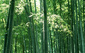 Floresta de bambu no verão HD Papéis de Parede