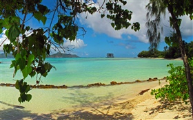 Praia, árvores, mar, console de Seychelles