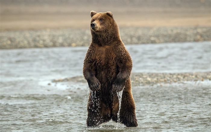Standing Bear, água de rio Papéis de Parede, imagem