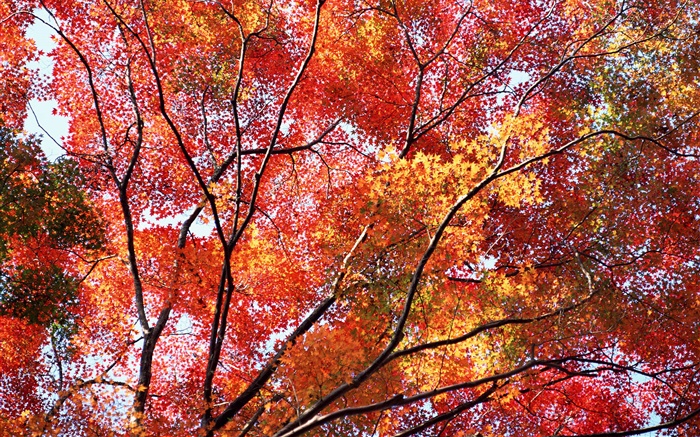 Bonito do outono, folhas vermelhas, árvores Papéis de Parede, imagem