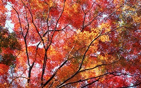 Bonito do outono, folhas vermelhas, árvores