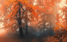 Bonito do outono, árvores, folhas vermelhas