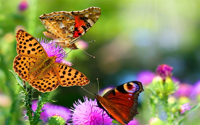 borboletas bonitas Papéis de Parede, imagem