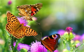 borboletas bonitas HD Papéis de Parede