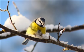 Pássaros close-up, titmouse, galhos, neve