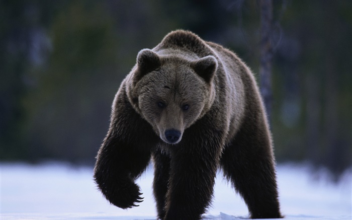 Urso preto Papéis de Parede, imagem