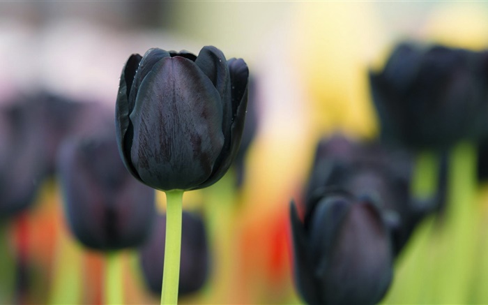 Flores tulipa preto close-up Papéis de Parede, imagem